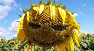 Strikingdash Contact